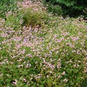 Polygonum rucinatum